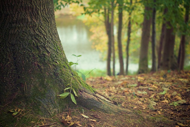 Healthy Trees Complement Outdoor Living Spaces Healthy Trees Complement Outdoor Living Spaces